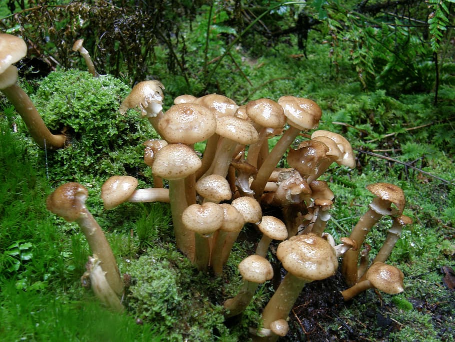 mushrooms, forest, moss, brown, green, autumn, food, fungus HD wallpaper