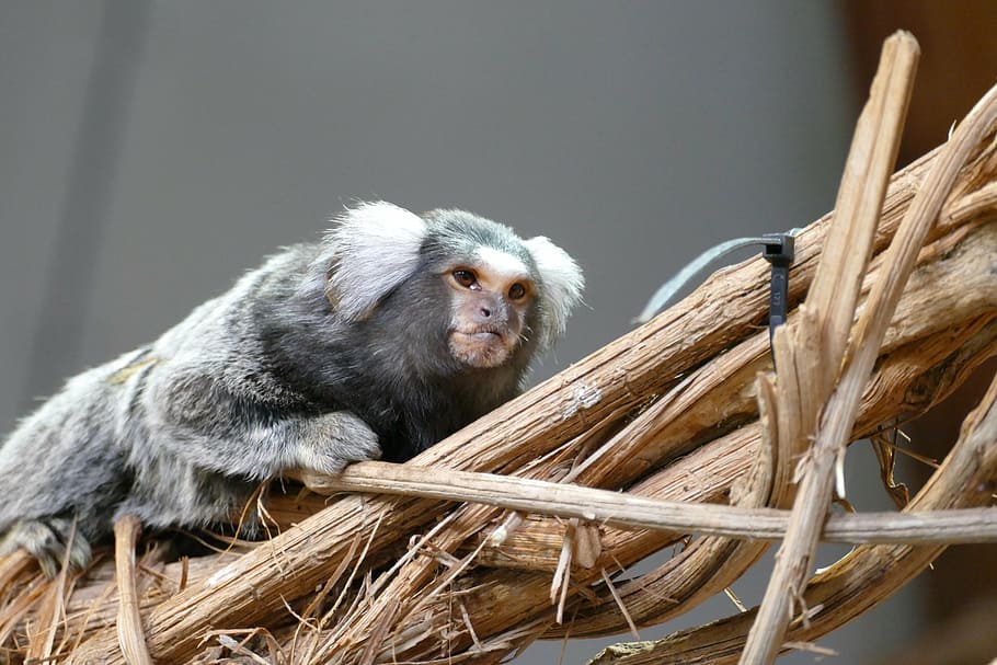 love, animals, nature, mammal, animal wildlife, primate, one animal HD wallpaper
