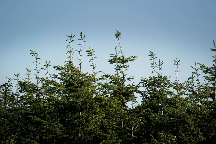 green leafed trees, close up photo of green leafed plants, tree top HD wallpaper