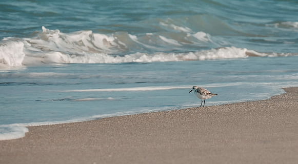 white bird perch on gray sands beside a body of water, white and black bird on seashore HD wallpaper