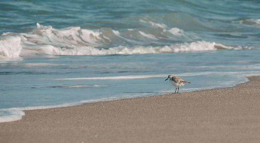 white bird perch on gray sands beside a body of water, white and black bird on seashore HD wallpaper