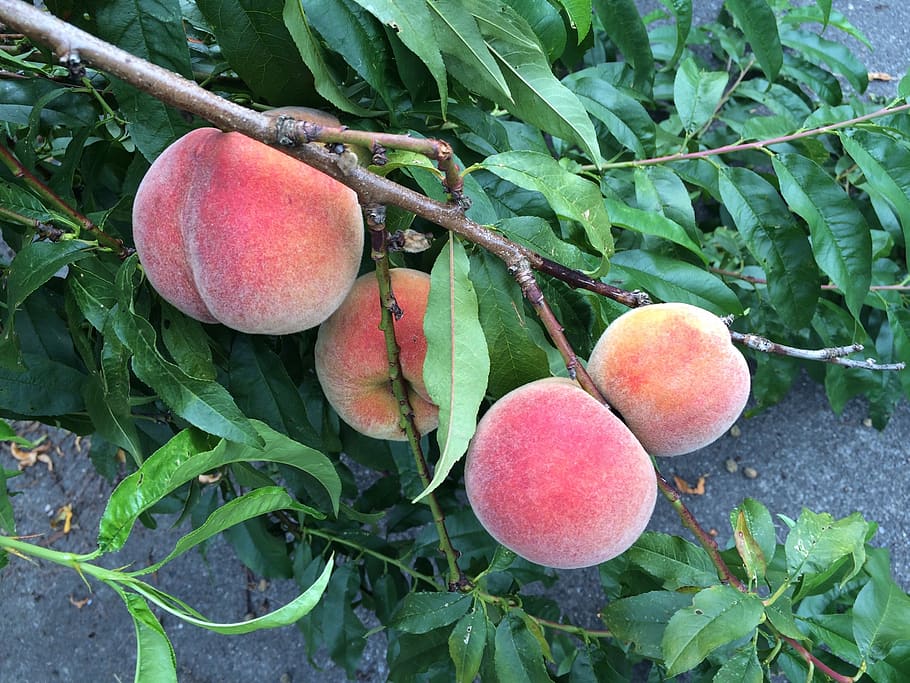 ripe, peaches, summer, leaf, food and drink, plant part, fruit HD wallpaper