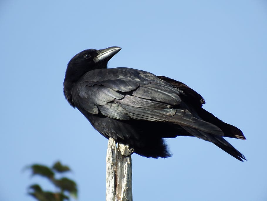 photo of crow on tree branch, birch tree, blue sky, bird, animal wildlife HD wallpaper