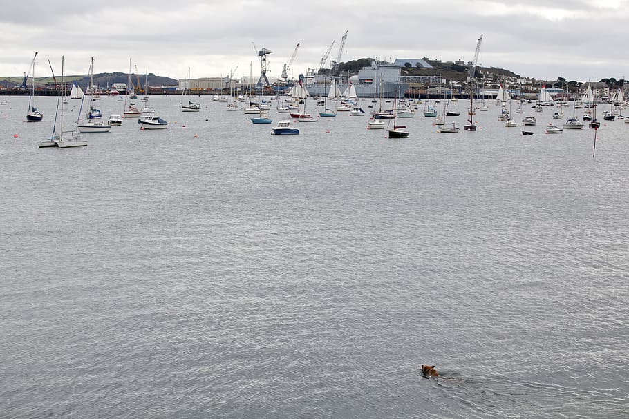 Dog in the water, animals, landscape, nautical Vessel, harbor HD wallpaper