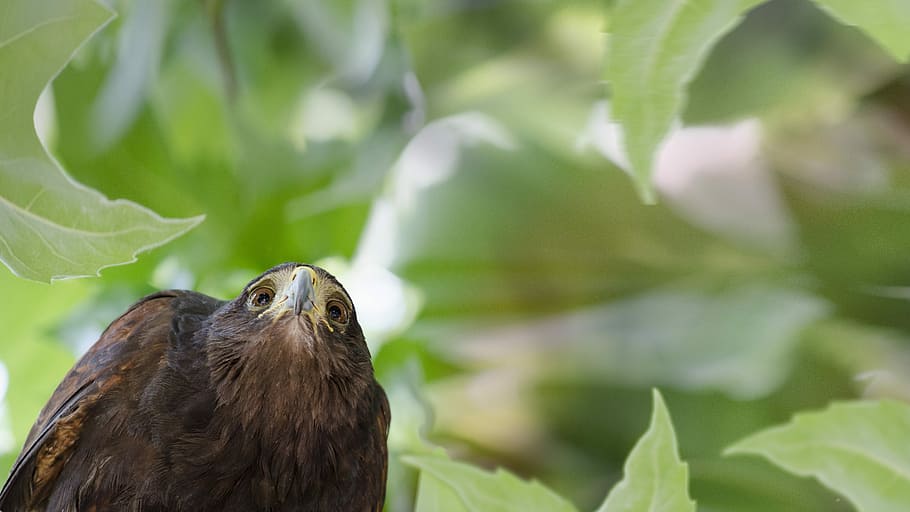 Bird, Falcon, Nature, Beak, Predator, wild, game birds, watch HD wallpaper