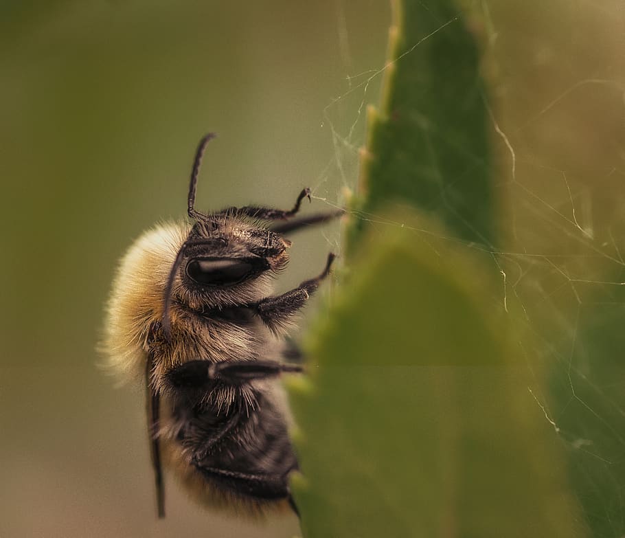 macro, insects, nikon, nature, animal themes, one animal, animals in the wild HD wallpaper