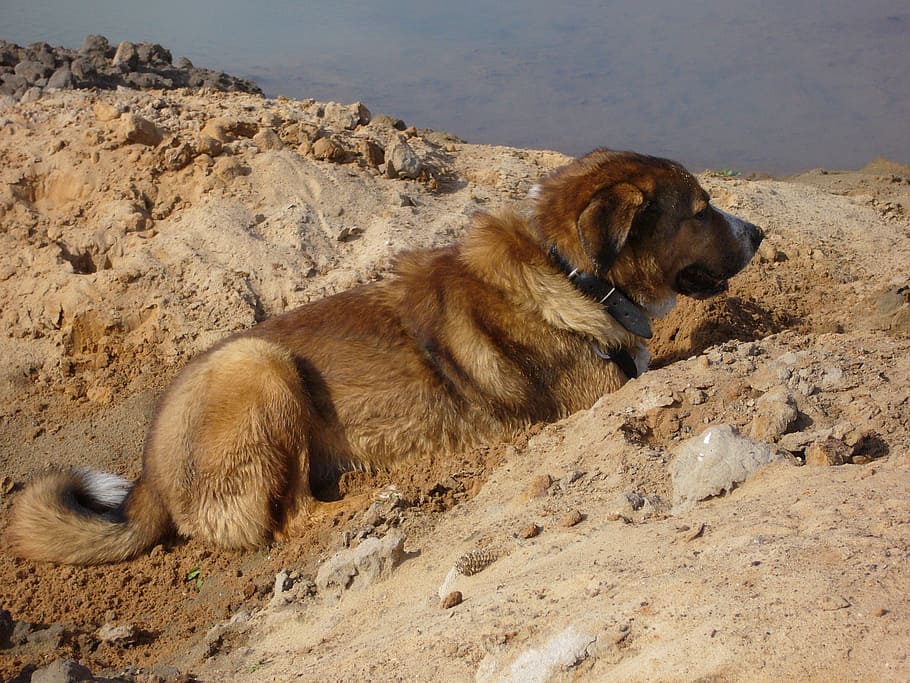 dog, sand, pets, wait, animal themes, mammal, vertebrate, group of animals HD wallpaper