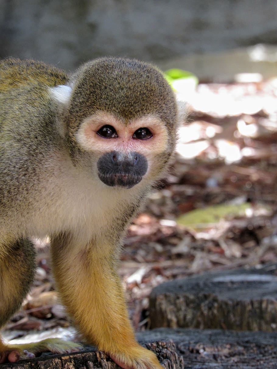 monkey, animal, zoo, face, head, nature, animals, mammal, cute HD wallpaper