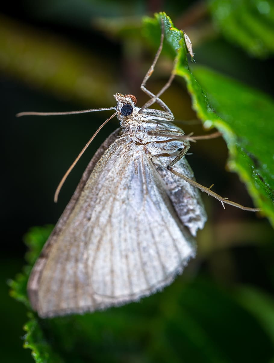 insect, butterfly, nature, wing, bespozvonochnoe, lepidoptera HD wallpaper