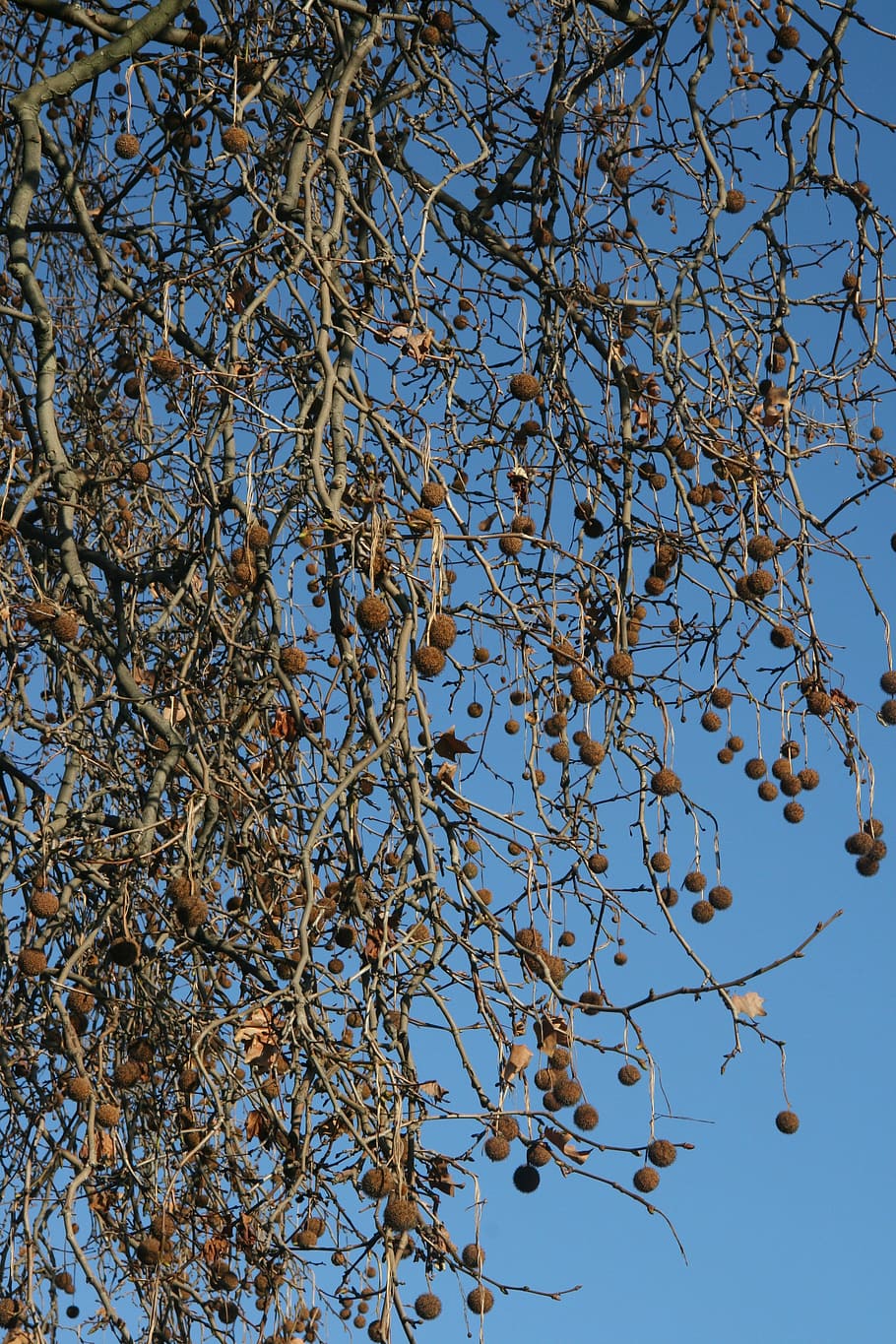 tree, branches, air, balls, nature, sky, low angle view, plant HD wallpaper