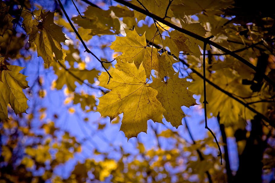 maple, leaf, maple leaves, fall, autumn, nature, autumn colours HD wallpaper