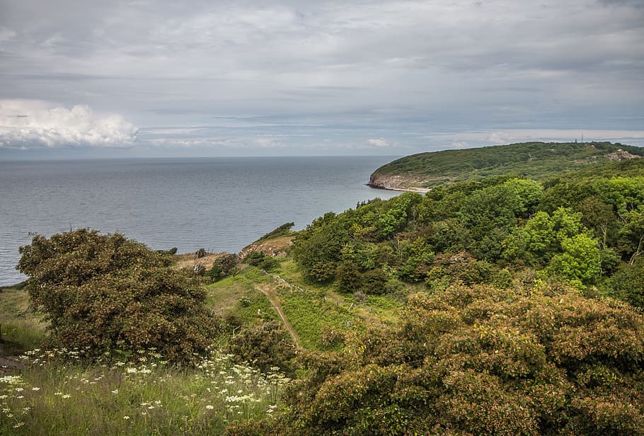 Sea, Bornholm, Beach, Denmark, Forest, nature, scenics, water