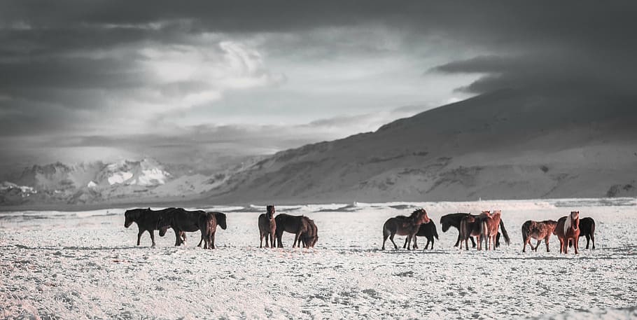 brown animals on snow, mountain, peak, summit, landscape, nature HD wallpaper