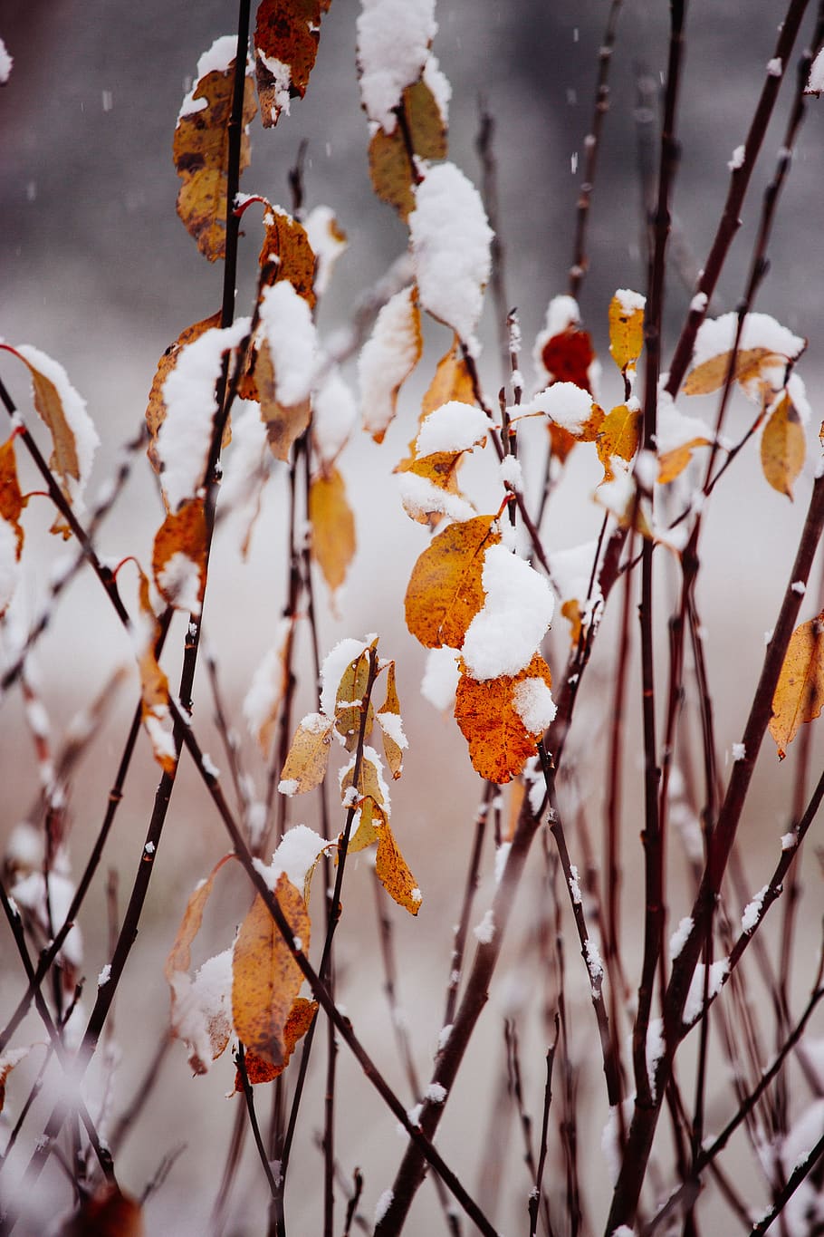 plants, leaves, snow, winter, focus on foreground, cold temperature HD wallpaper