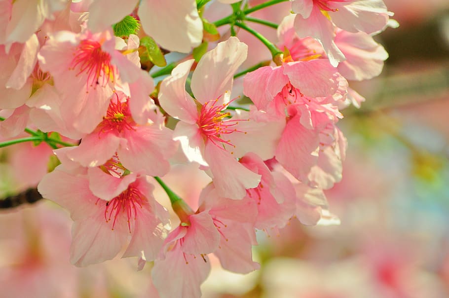 close-up photography pink petaled flowers, cherry blossoms HD wallpaper