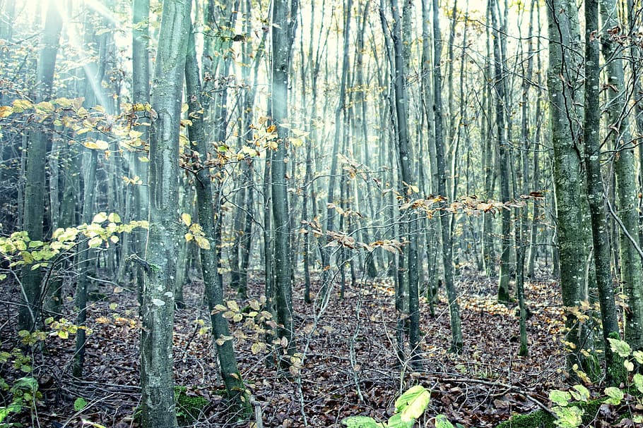 forest, trees, sunbeam, autumn forest, plant, land, growth HD wallpaper