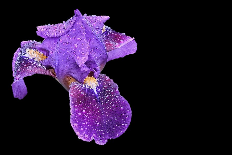 iris, blossom, bloom, flower, nature, black background, petal HD wallpaper