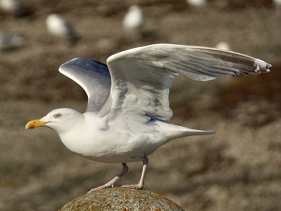 shallow photography of white bird, gull, departure, start, fly HD wallpaper