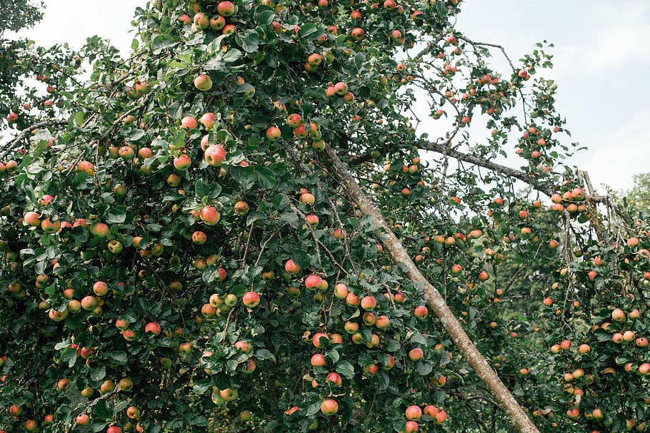 Apple tree, food and Drink, nature, fruit, branch, ripe, freshness