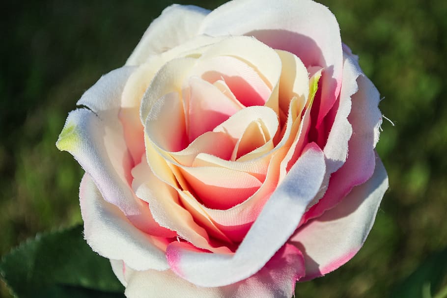 flower, outside, sun, summer, nature, spring, sunny, bright HD wallpaper