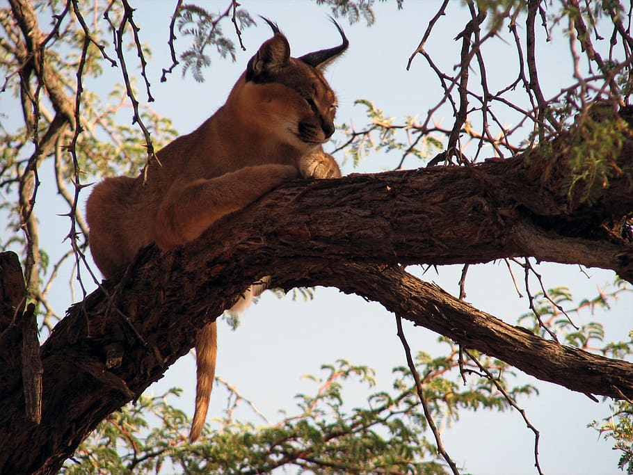lux, tree, namibia, mammal, animal themes, branch, plant, one animal HD wallpaper