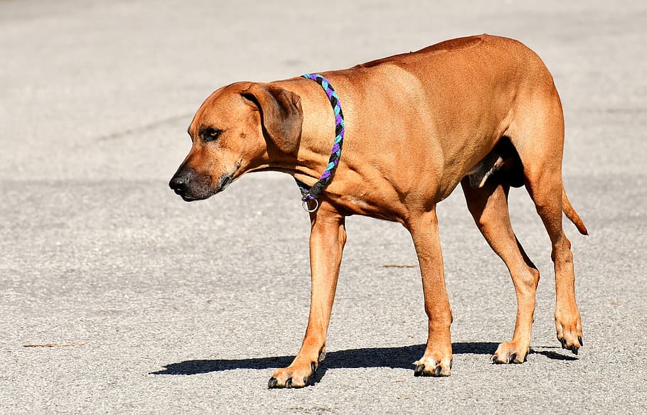 Tan store rhodesian ridgeback