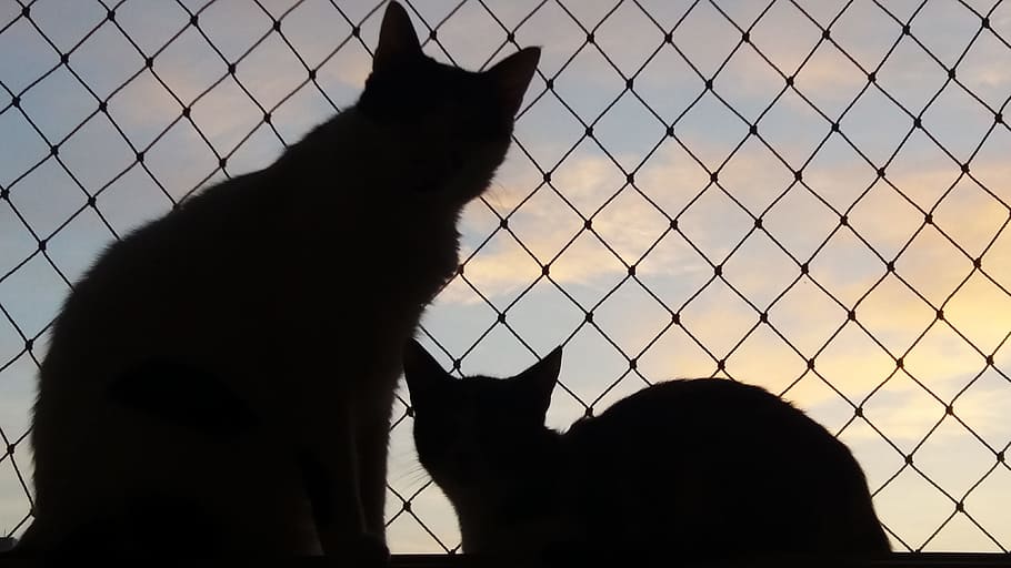 silhouette of two cats, Window, Feline, Pet, animal, feline stopped, HD wallpaper