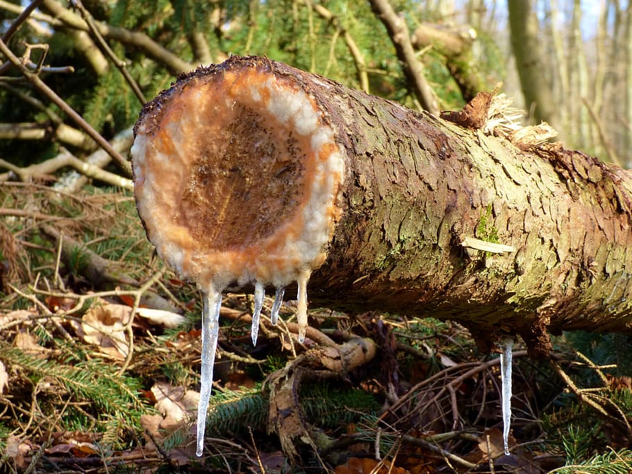tree trunk, resin, icicles, nature, plant, fungus, mushroom HD wallpaper