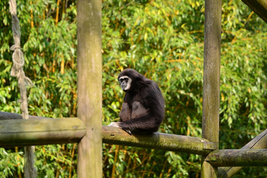 gibbons, monkey, black, mammal, zoo, animal world, nature, intelligent HD wallpaper