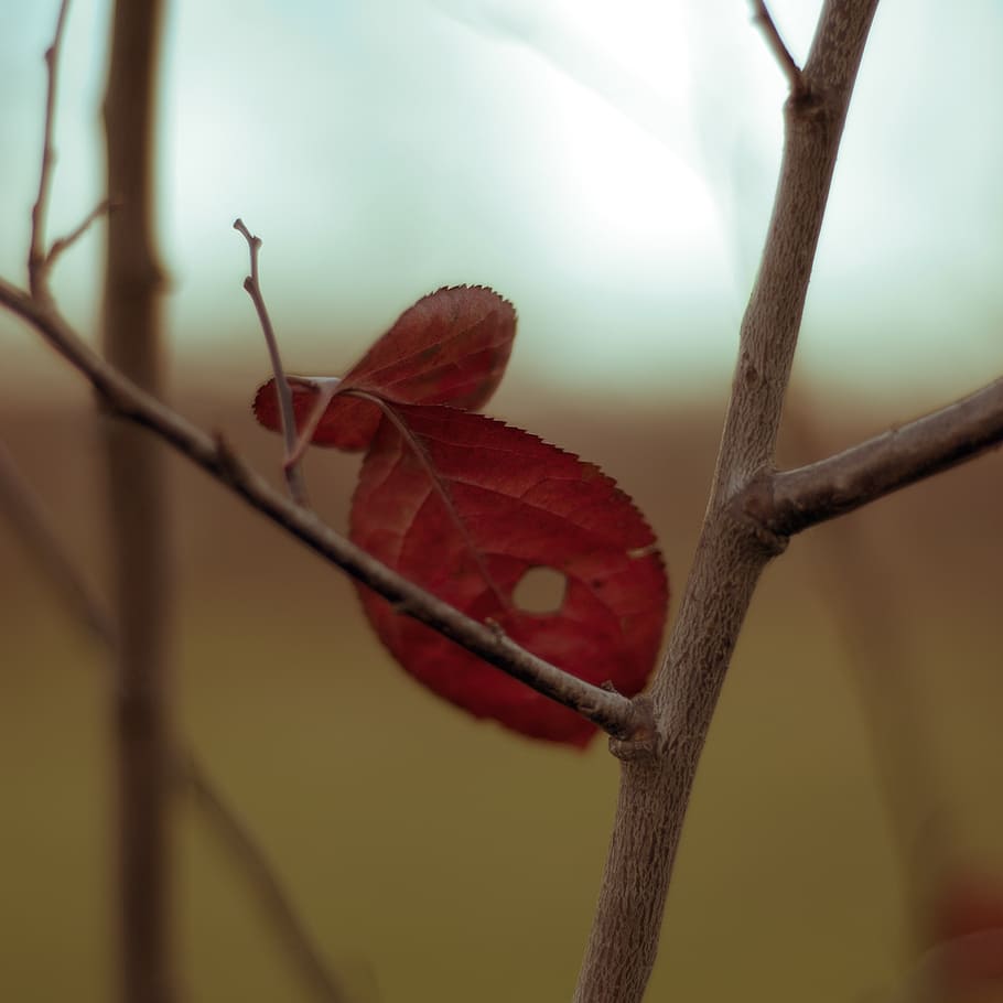 fish, tree, leaf, autumn, park, dry leaves, foliage, bronze HD wallpaper