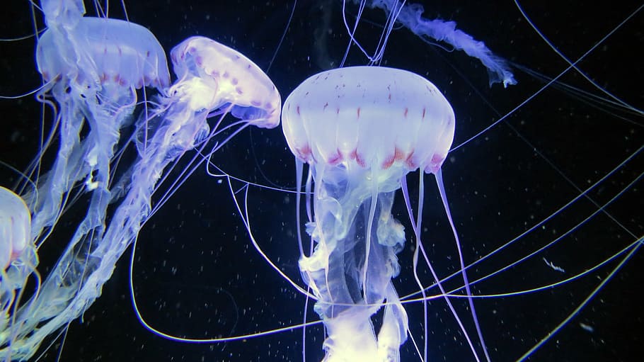 blue and white jellyfish floating on water, sea animals, aquarium, HD wallpaper