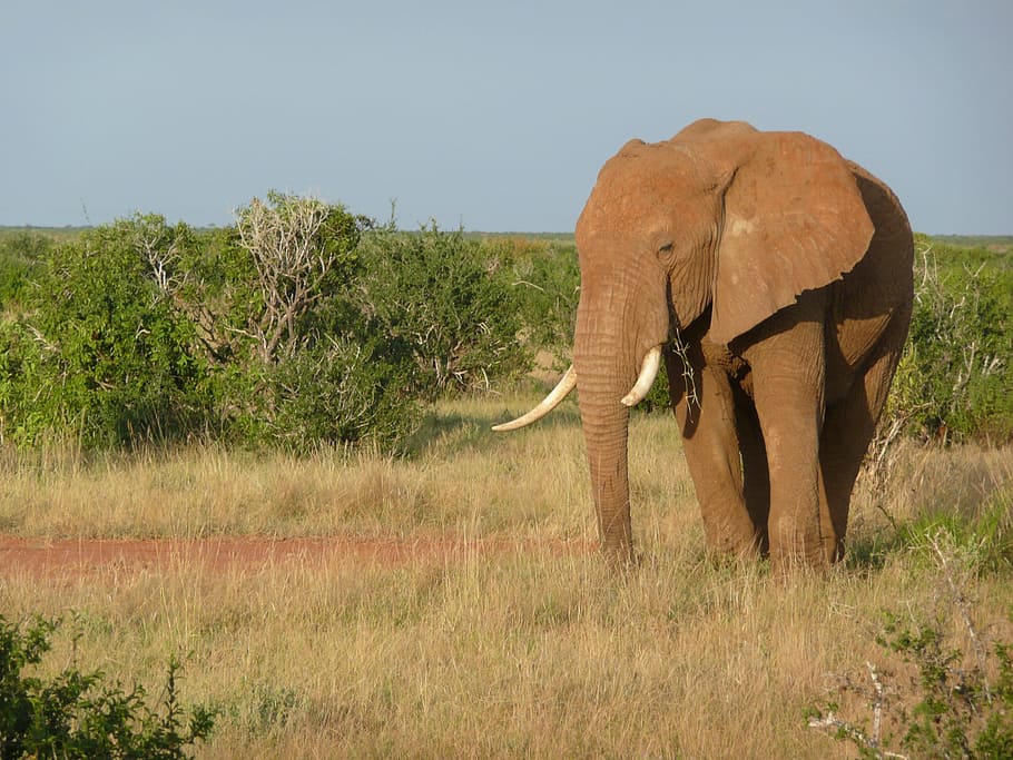 Elephant, African, Kenya, Tsavo, Mammal, nature, trunk, wildlife, HD wallpaper