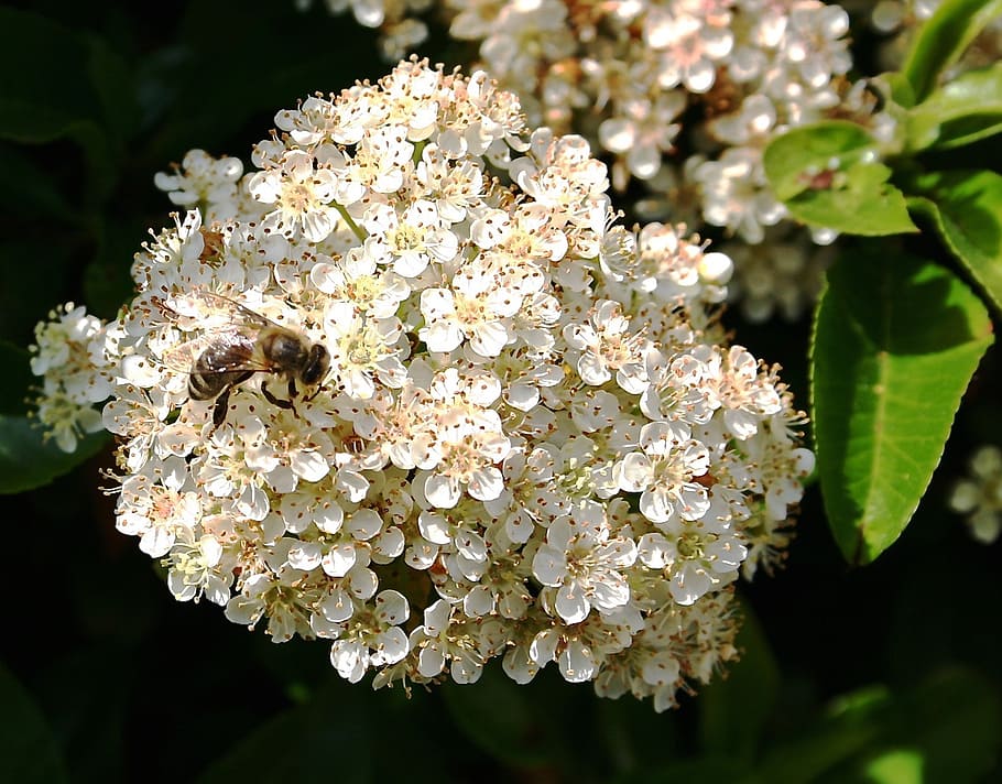 flower bee, white, blossom, bloom, nature, insect, plant, close HD wallpaper