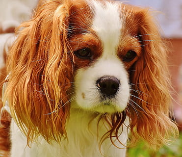 HD wallpaper: Cavalier King Charles spaniel eating on plate, dog ...