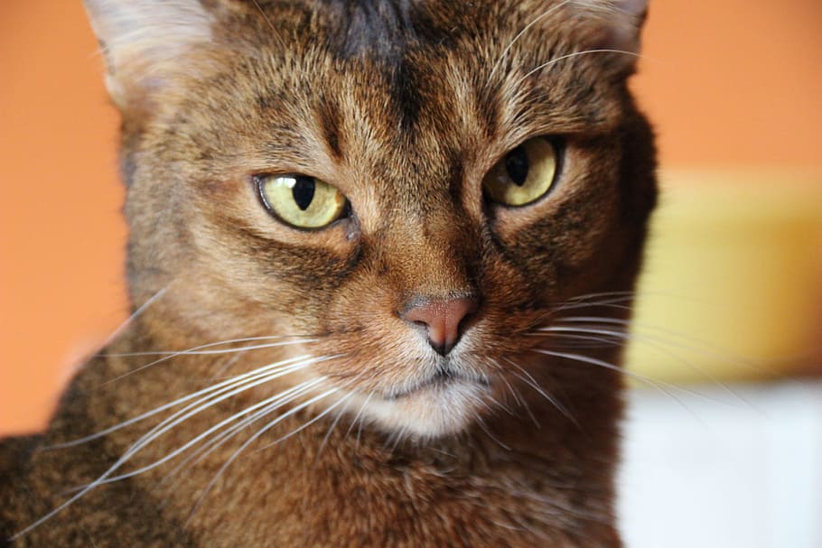 Cat, Breed, Abyssinian, Close, Fur, breed cat, green eyes, whiskers HD wallpaper