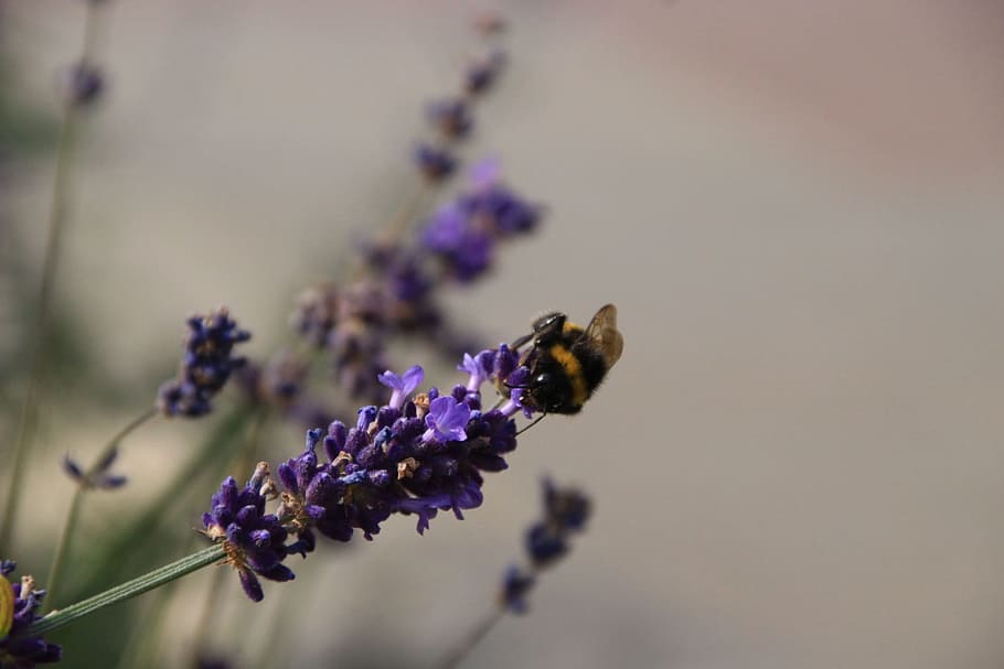 summer, lavender, bee, nature, plant, flowers, purple flower HD wallpaper