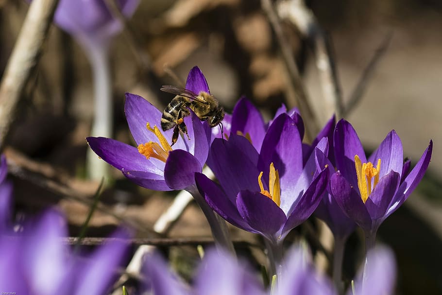 crocus, bee, nature, flower, plant, leaf, petal, petals, purple HD wallpaper