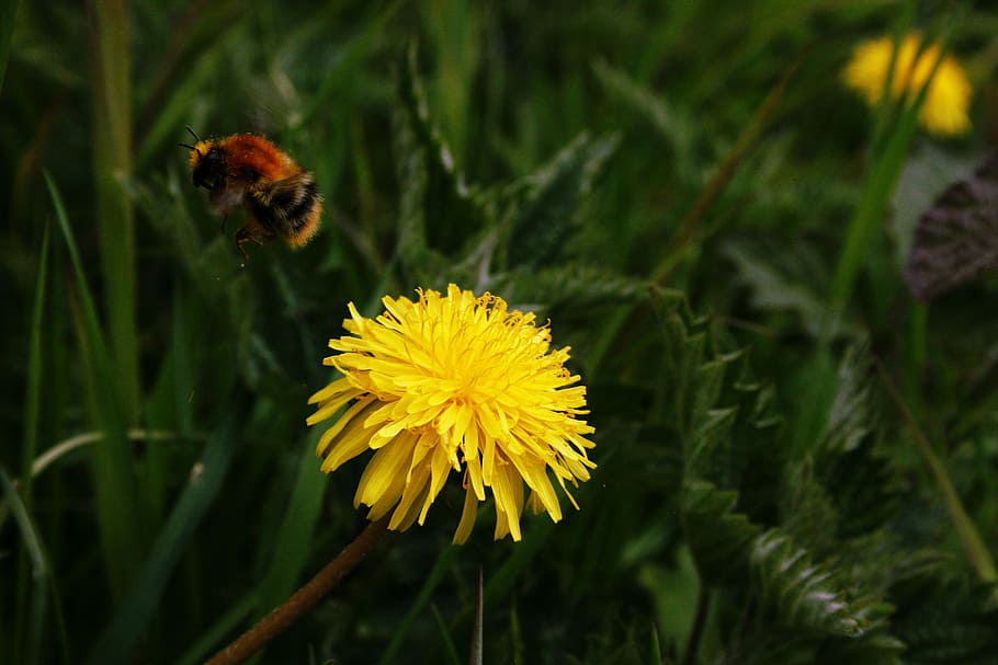 bee, insect, dandelion, blossom, bloom, yellow, background HD wallpaper