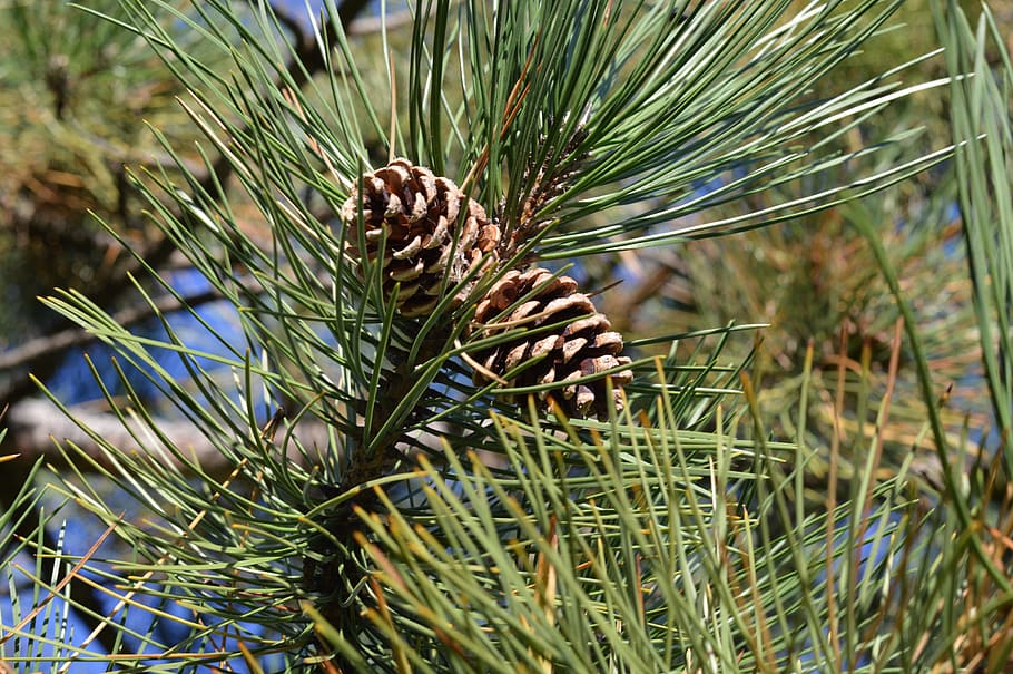 Pine Cones, Tree, Needles, Pine, Cone, brown, xmas, christmas HD wallpaper