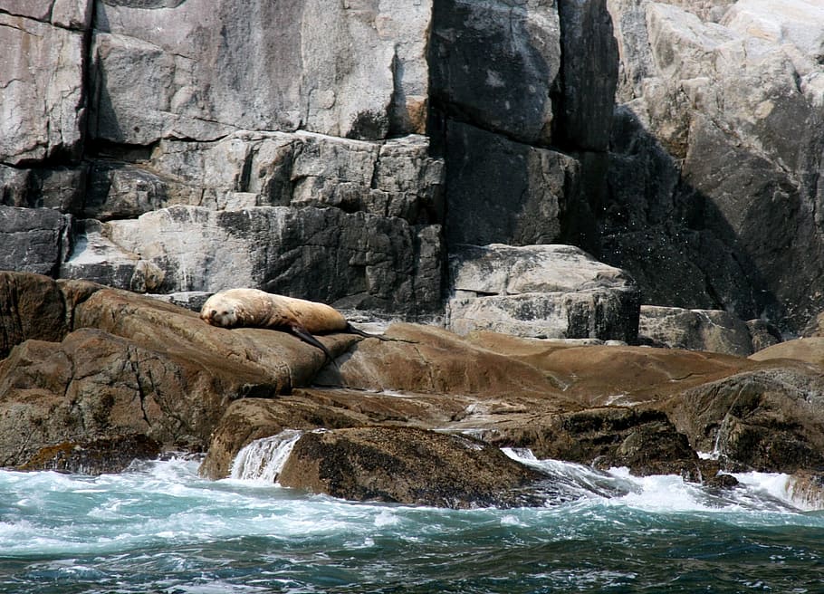 Stellar Sea Lion, Rocks, sleeping, looking, coast, alaska, kenai fjords national park, HD wallpaper