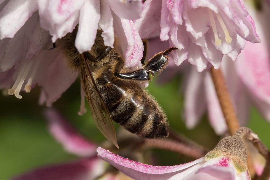 Bee, Insect, Blossom, Bloom, Close, macro, flower, nature, pollination HD wallpaper