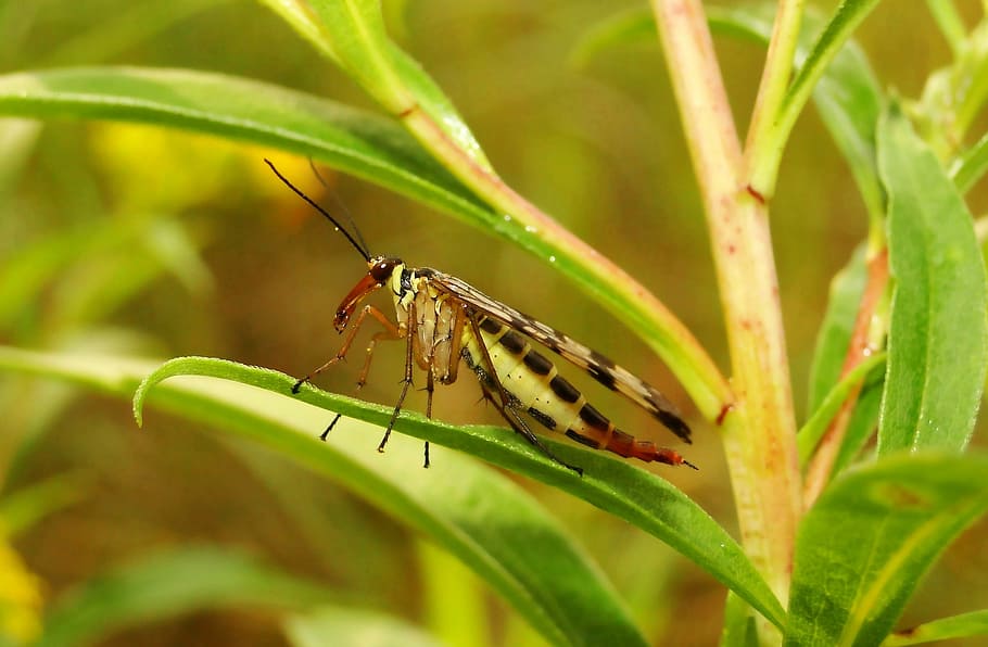 nature, insect, closeup, leaf, at the court of, animals, muchówki HD wallpaper