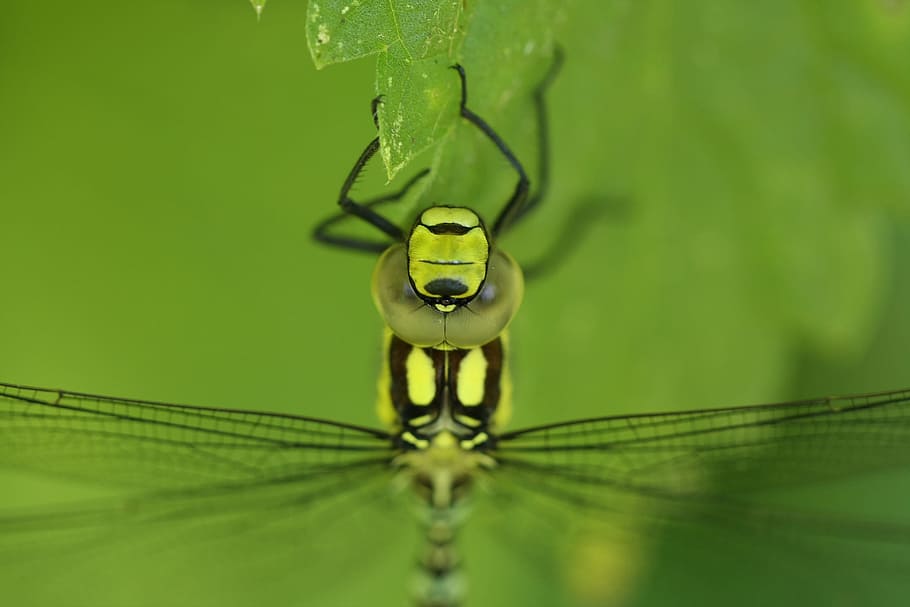 dragonfly, hawker, macro, compound eyes, animal world, insect HD wallpaper