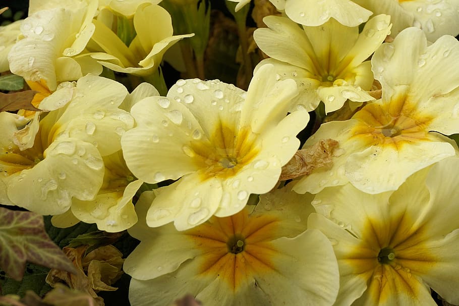 Primroses, Yellow, Spring, Spring, Flowers, plant, bloom, nature HD wallpaper