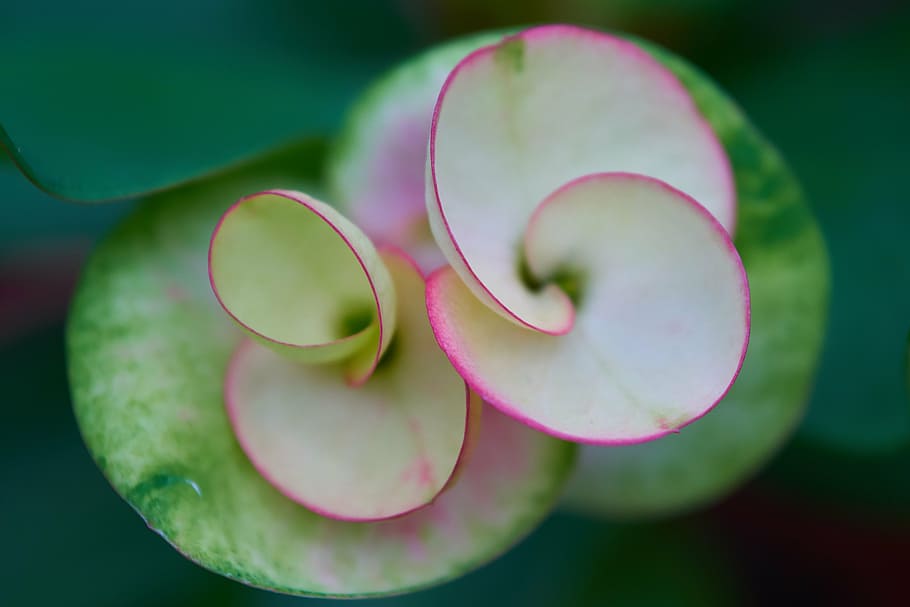 closeup photo of pink and white Euphorbia flower, macro, nature HD wallpaper