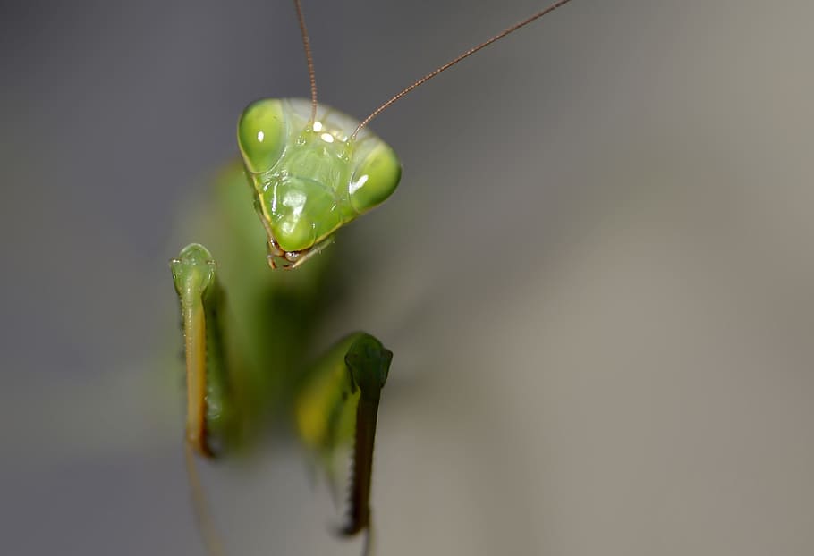 insect, mantis religiosa, predator, macro, green, bugs, wild HD wallpaper