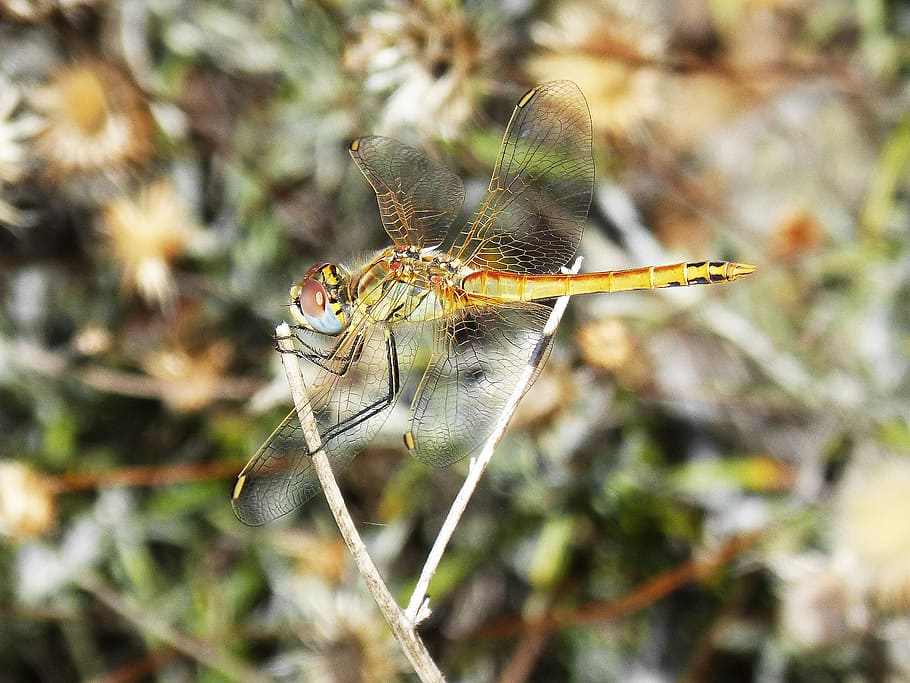 dragonfly, insect, colors, wings, bello, libellulidae, animal HD wallpaper