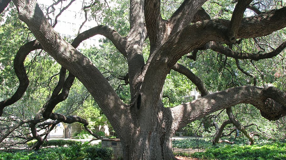tree, texas, san antonio, plant, trunk, branch, tree trunk HD wallpaper