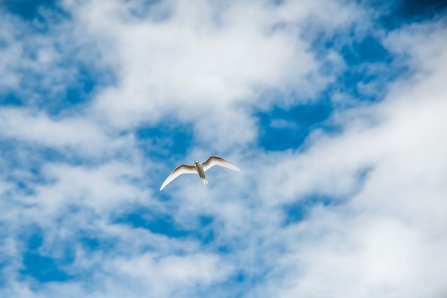 time lapse photo of flying white and brown bird during daytime, white bird flying under white clouds at daytime HD wallpaper