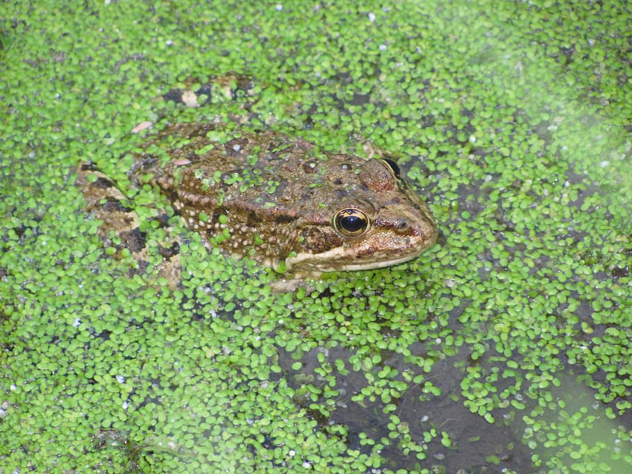 frog, lake, hidden, green, wild, natural, one animal, animal themes HD wallpaper